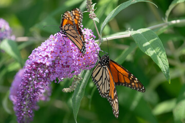 two busy monarch butterflies gathering nectar from a butterfly bush blossoms in summer