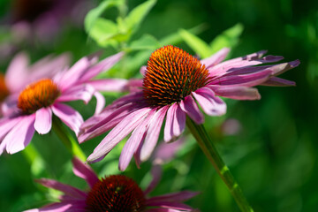 close up of a pink echinacea spiky flower cone