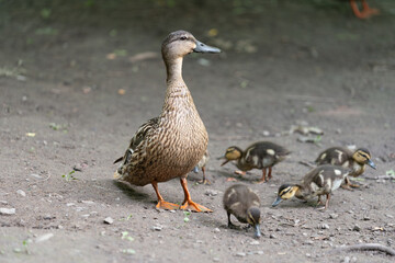 proud momma mallard with ducklings protecting her flock in the park