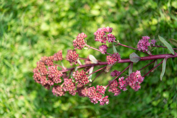 floral spike with miniature flower blossoms leaning over from its heavy weight on grass (sedum...