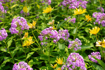 pink phlox with variegated petals and yellow flowers in a summer garden