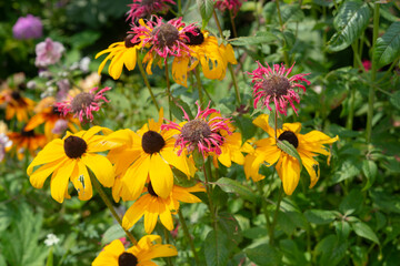 monarda and rudbeckia flowers in the summer garden