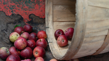varieties of organic apples in an old gardening wheelbarrow and bushel basket