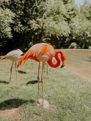 Flamingo Alone