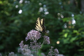Yellow Swallowtail