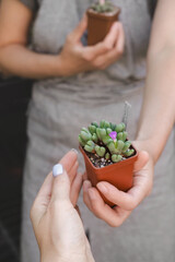 Naklejka na ściany i meble Florist hand giving Conophytum succulent in pot to buyer in the shop. Closeup