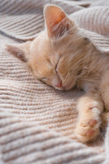 Fototapeta na wymiar Cute little ginger kitten lies on a beige knitted bedspread