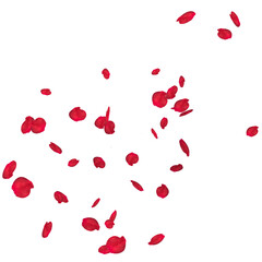 Floating red rose petal isolated on white. Background concept for love greetings on valentines day and mothers day. Space for text. rose for love Beautiful floral overlay with flying pink petals at tr