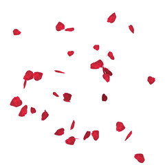 Floating red rose petal isolated on white. Background concept for love greetings on valentines day and mothers day. Space for text. rose for love Beautiful floral overlay with flying pink petals at tr - obrazy, fototapety, plakaty