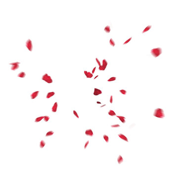 Floating red rose petal isolated on white. Background concept for love greetings on valentines day and mothers day. Space for text. rose for love Beautiful floral overlay with flying pink petals at tr