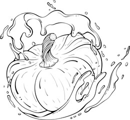 Whole pumpkin with juice or water splash. Liquid drops. Vector illustration in hand drawn sketch doodle style. Line art ingredient for fresh juice isolated on white. Close up organic vegetable