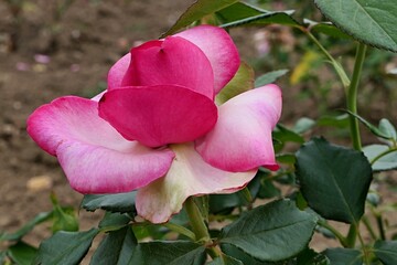 Blossoming pink rose cultivar Walzertraum, established by Evers in 2003, growing in gardenbed of...