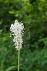 White teveloped flower of Hoary Plantain plant, latin name Plantago Media, growing in park during july summer season. 