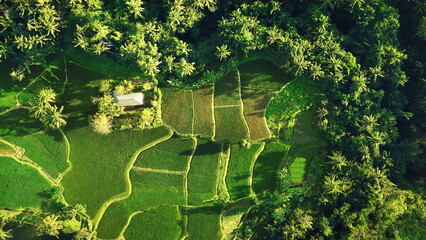 Top view or aerial shot of fresh green and yellow rice fields in Bali, Indonesia.Tegallalang rice fields in Indonesia - 631619924