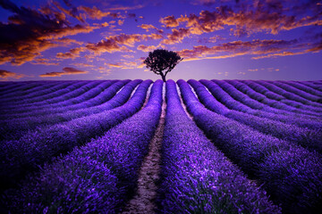Sunrise over blooming fields of lavender. Lavender purple field with beautiful sunset. Provence,  France. - 631619992