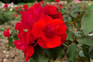 Bright red flowering rose group of rose hybrid Stadt Eltville, established by Tantau in 1990, growing in garden during summer flowering season, early July. 
