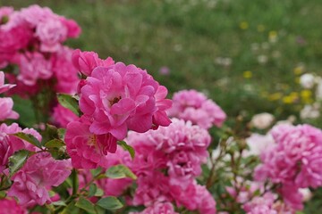 Pink dense flowering rose shrub of rose hybrid Swany, established by Meilland in 1978, blosssoming in rosarium during summer season, early July. 