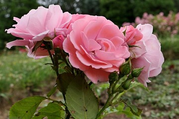 Bunch of creamy pink coloured roses, hybrid called Tip Top established by Tantau company in 1963, growing in rosarium during july summer season. 