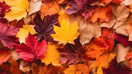 Gordijnen Des feuilles d'arbre en automne. © Gautierbzh