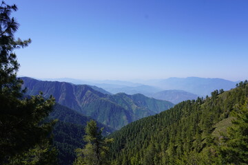 Forestry in the Pir Panjal region of Kashmir - mountainscape in Kashmir - Himalayan cedar and pine forest on a large scale