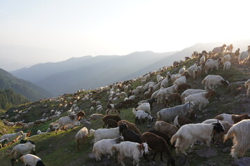 Heard of sheep and goats in the foggy evening in spring mountains - A herd of sheep and goats in...