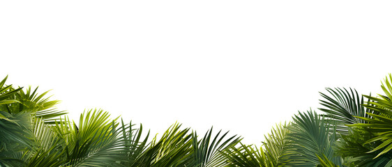 Fototapeta na wymiar Green Leaves of palm ,coconut tree bending isolated on white background