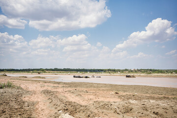 Shallow riverbed with scattered clouds and livestock in the water in hot summer day, Punjab, pakistan