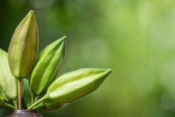 Abelmosk or Abelmoschus moschatus fruits on natural background.