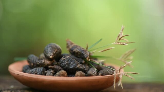 Cyperus rotundus roots dried and flowers on natural background. - Powered by Adobe