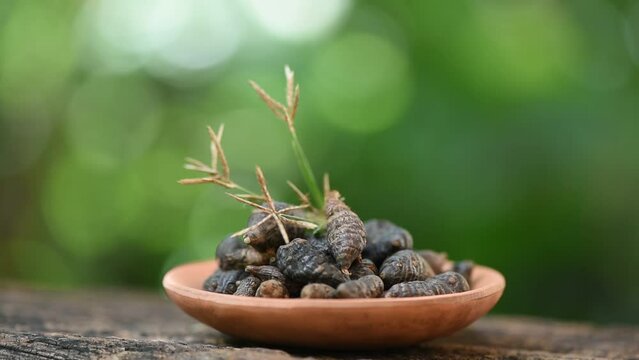 Cyperus rotundus roots dried and flowers on natural background.