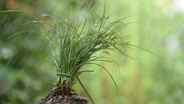 Fresh cyperus rotundus rain-soaked tree on natural background.