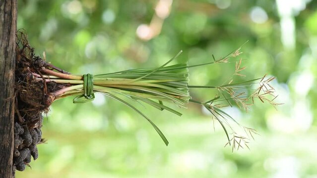 Cyperus rotundus roots fresh and dried on natural background.