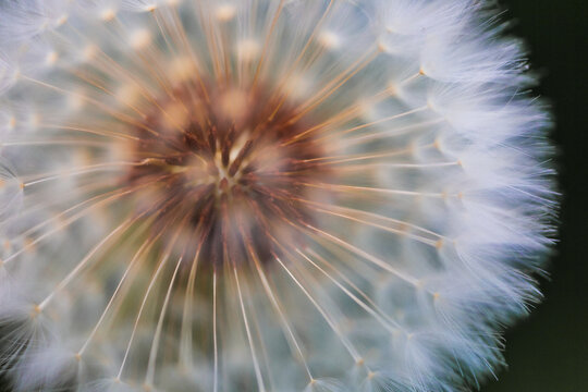 Macro image of a dandelion flower with seeds on a garden in focus © ShutterFalcon