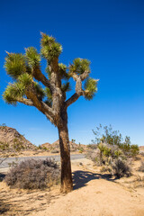 Fototapeta premium Joshua Tree National Park