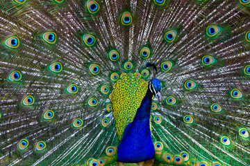 Obraz premium Beautiful peacock showing its feathers during the day