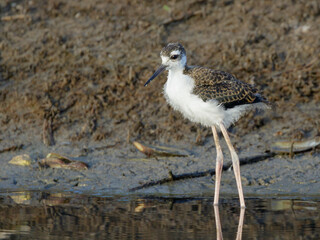 Juvenile black-necked stilt (Himantopus mexicanus) at the edge of lagoon, Galveston, Texas