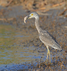 Yellow-crowned Night Heron (Nyctanassa violacea) with a caught crab at the ocean coast, Galveston, Texas, USA.