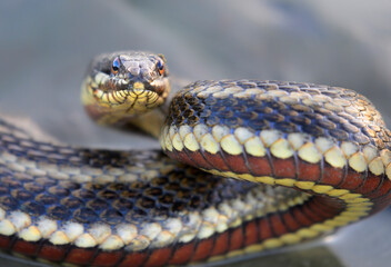 Saltmarsh snake (Nerodia clarkii) in tidal marsh, Galveston, Texas, USA.