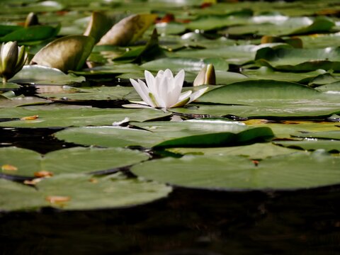 Wei&szlig;e Seerose bl&uuml;ht auf der Alster