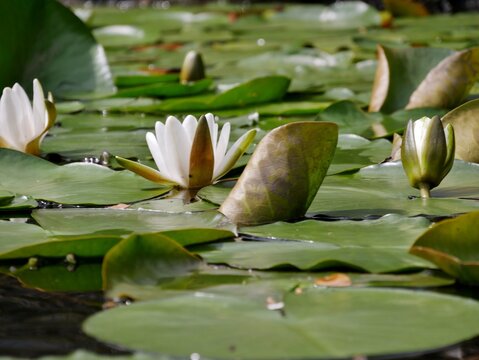 Wei&szlig;e Seerose bl&uuml;ht auf der Alster