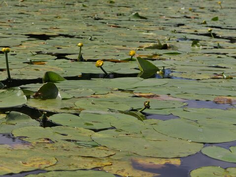 Seerosen auf dem Alsterkanal