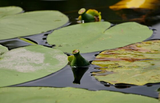 Seerosen auf dem Alsterkanal