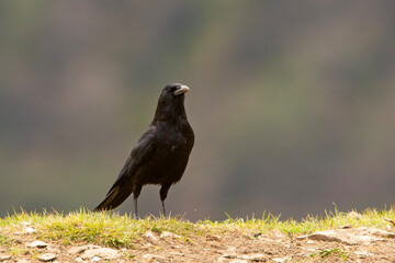 czarnowron, wrona czarna, wroniec (Corvus corone)