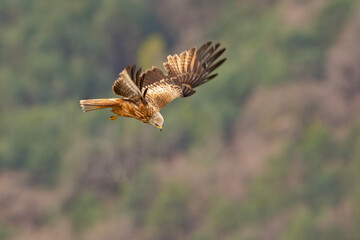 Kania ruda, kania rdzawa (Milvus milvus)