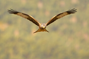Kania ruda, kania rdzawa (Milvus milvus) © Grzegorz