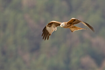 Kania ruda, kania rdzawa (Milvus milvus)