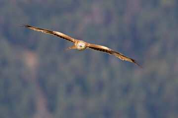 Kania ruda, kania rdzawa (Milvus milvus)