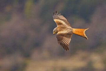 Kania ruda, kania rdzawa (Milvus milvus) © Grzegorz