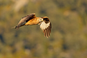 Kania ruda, kania rdzawa (Milvus milvus)