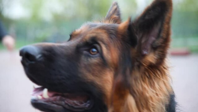 Close-up of brown beautiful cute german shepherd that snifs and looks curious before training against the background of the playground for dogs on a cloudy day